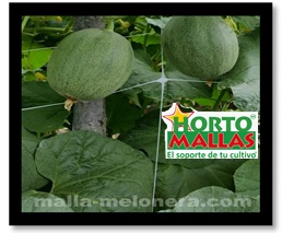 Los melones crecerán con la mejor calidad disponible para los consumidores