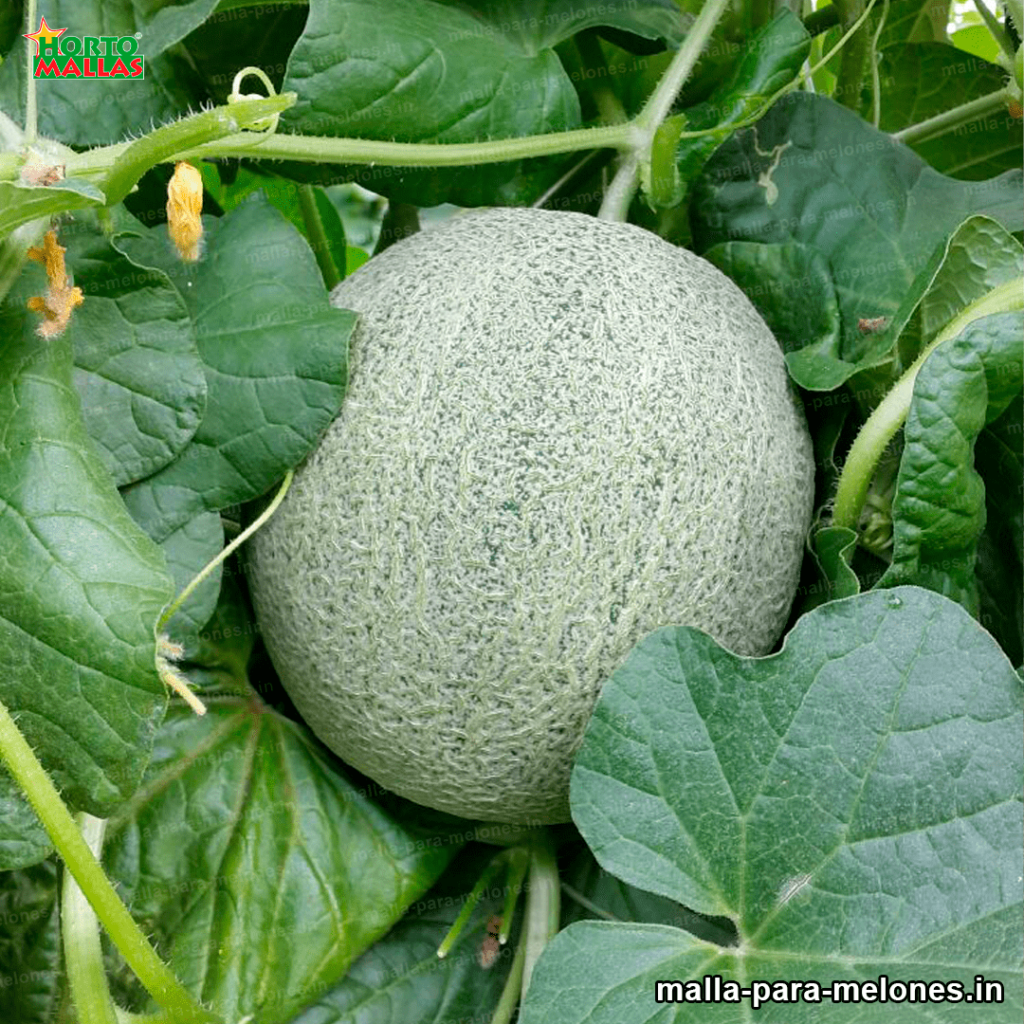 Cultivo de melones